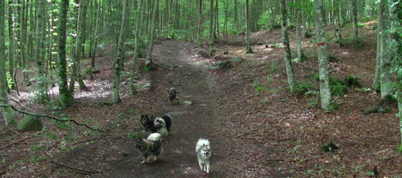 Die Mittelspitz von der Rosteige am Lac Chauvet in die Avergne 04