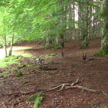 Die Mittelspitz von der Rosteige am Lac Chauvet in die Avergne 19