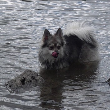 Die Mittelspitz von der Rosteige am Lac la Servieres in die Avergne 10