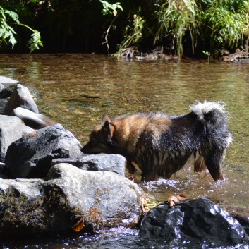 Die Mittelspitz von der Rosteige auf dem Campingplatz La Chauderie in die Auvergne 33