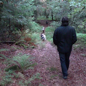 Die Mittelspitz von der Rosteige im Wald in der Auvergne 09