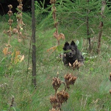 Die Mittelspitz von der Rosteige im Wald in der Auvergne 12