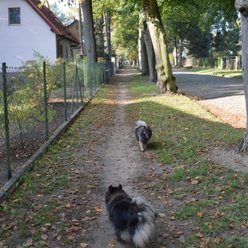 Die Mittelspitze von der Rosteige in Berlin - 126