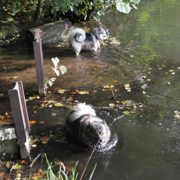 Die Mittelspitze von der Rosteige in Berlin - 86