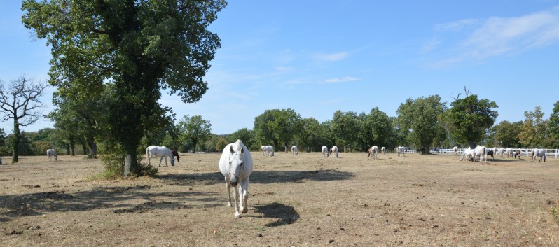 Die Mittelspitze von der Rosteige zu Besuch in Lipica - 11