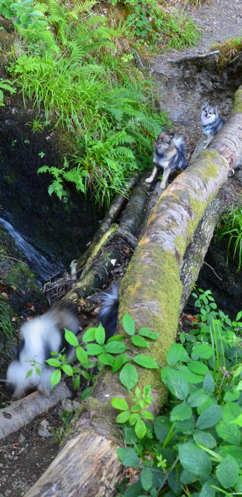 Die Spitze von der Rosteige im Hexenwald bei Huelgoat 06