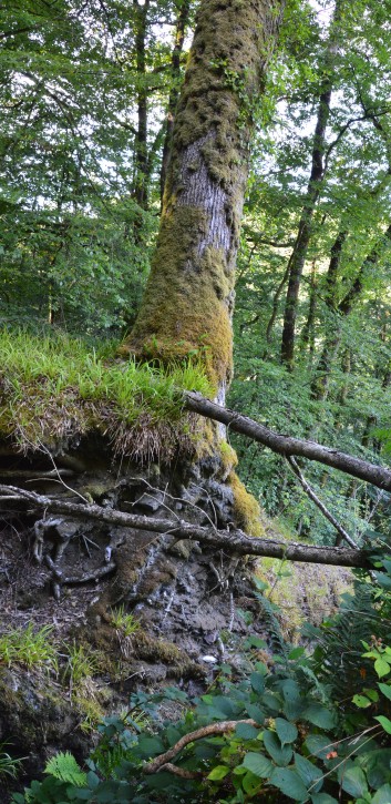 Die Spitze von der Rosteige im Hexenwald bei Huelgoat 07
