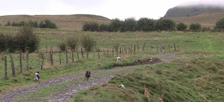 Die Spitze von der Rosteige in der Avergne 20