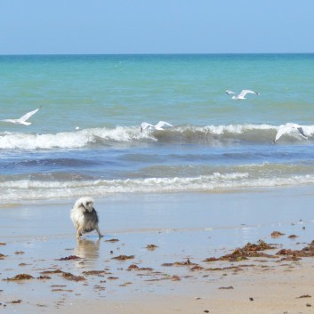 Die Westkste der Normandie mit den Mittelspitz von der Rosteige 41