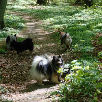 Mittelspitze in Dnemark- Urlaub 2011-26