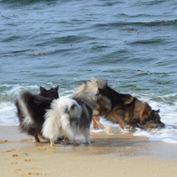 Mittelspitze in der Bretagne bei Huelgoat 54