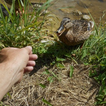 Mittelspitze von der Rosteige am Gorges Du Tarn 2017 - 280