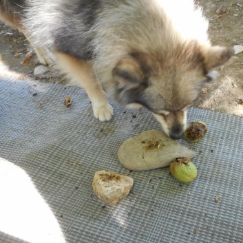 Mittelspitze von der Rosteige am Gorges Du Tarn 2017 - 291