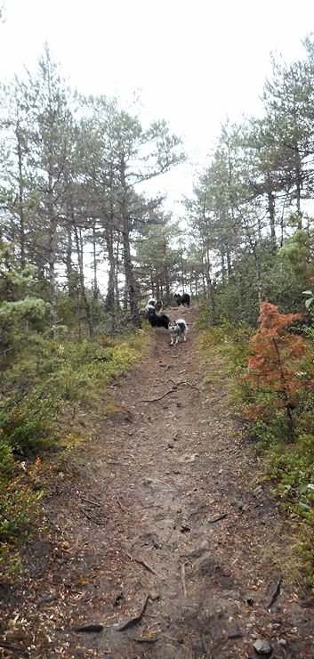 Mittelspitze von der Rosteige am Gorges du Tarn 2017 - 318