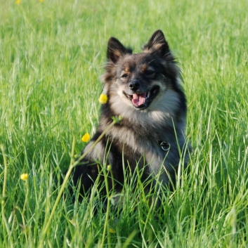 Mittelspitze von der Rosteige im Elsass 2012 - 10