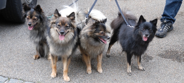 Mittelspitze von der Rosteige im Elsass 2012 - 31
