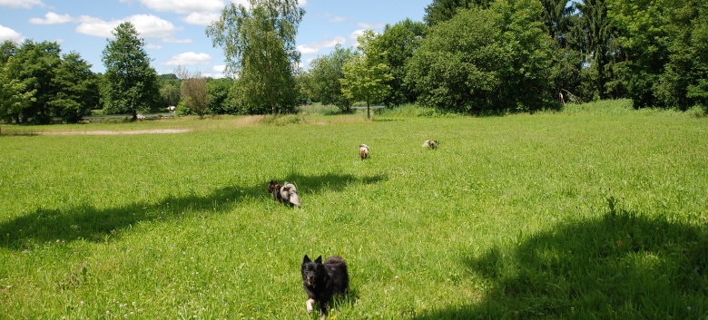 Mittelspitze von der Rosteige im Elsass 2012 - 54