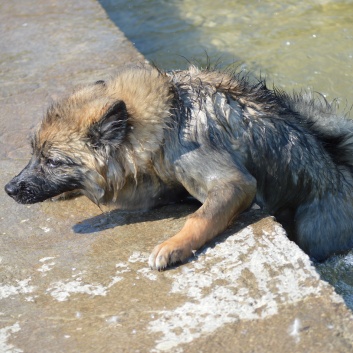 Nationalpark Krka - 53 - Badespass