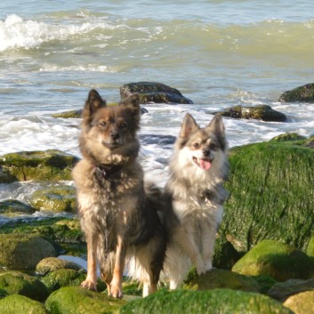 Reisebericht von der Normandie mit den Mittelspitz von der Rosteige 16