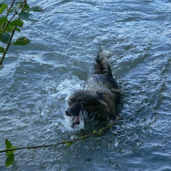 Urlaub mit Mittelspitzen in Kaernten-22