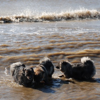 Vejers Strand in Dnemark mit den Mittelspitzen von der Rosteige 07