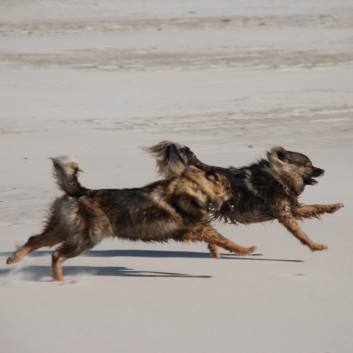Vejers Strand in Dnemark mit den Mittelspitzen von der Rosteige 16